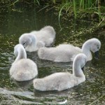 Choreography for Four Little Swans