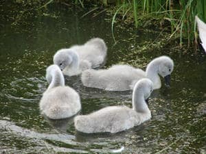 Choreography for Four Little Swans
